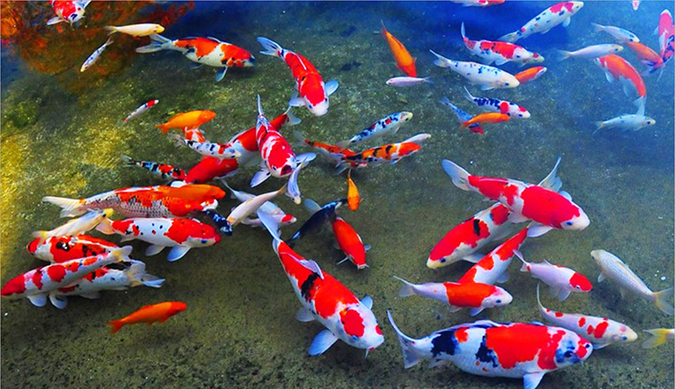 Nhiều hộ nuôi thủy sản ven sông Diêm Hộ, xã Thụy Liên, huyện Thái Thụy (Thái Bình) đã chuyển đổi sang mô hình nuôi xen canh các loại cá truyền thống với cá Koi cảnh cho thu nhập hàng trăm triệu đồng mỗi năm.