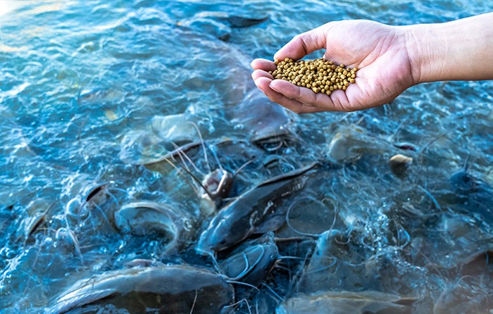 Ngành thức ăn thủy sản của Việt Nam đã có sự tăng trưởng đáng kể trong những năm gần đây do ngành nuôi trồng thủy sản của đất nước đang bùng nổ, một trong những ngành lớn nhất trên thế giới. 