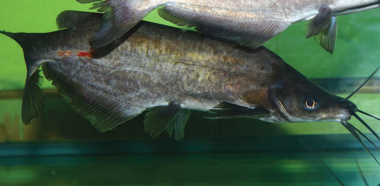  Cá ngạnh được đánh giá là một trong những loài cá nước ngọt ngon, có giá trị kinh tế cao, thị trường tiêu thụ ổn định. Trong đó, nuôi cá ngạnh trên sông là một trong những hình thức khai thác có hiệu quả tiềm năng mặt nước và điều kiện sinh thái của nhiều địa phương ở nước ta.