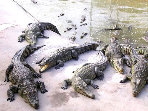 Bộ Nông nghiệp và Phát triển Nông thôn cho biết, Việt Nam và Trung Quốc đang khẩn trương hoàn thành rà soát pháp lý để ký 3 Nghị định thư: Xuất khẩu thủy sản khai thác tự nhiên, xuất khẩu cá sấu nuôi và xuất khẩu khỉ nuôi từ Việt Nam sang Trung Quốc. 