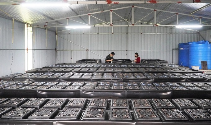 Khởi nghiệp với 1.200 con cua giống, cặp vợ chồng cùng tuổi Giáp Tý ở huyện Nghi Xuân xây dựng thành công mô hình nuôi cua trong hộp nhựa đầu tiên ở Hà Tĩnh.