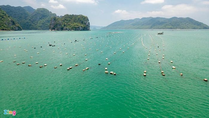 Các khu vực vùng biển huyện Vân Đồn thuộc vùng lõi bảo vệ vịnh Hạ Long đang còn nhiều cơ sở nuôi trồng thủy sản bằng phao xốp trái phép.