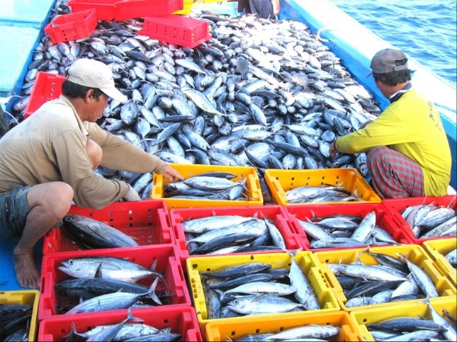 Tháng 2/2023, giá trị xuất khẩu cá ngừ của Việt Nam sang Anh đã bất ngờ tăng gấp hơn 13 lần so với cùng kỳ, đạt 971 nghìn USD. Con số này đã góp phần bù đắp lại lượng sụt giảm trong tháng 1 và nâng tổng kim ngạch XK trong 2 tháng đầu năm 2023 lên hơn 1,3 triệu USD, tăng gần gấp 3 lần so với cùng kỳ năm 2022. Anh hiện đang là thị trường NK cá ngừ đơn lẻ lớn thứ 15 của Việt Nam.