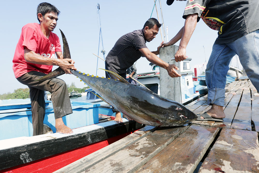Việc phát triển các trang trại nuôi cá ngừ sẽ giúp giảm bớt hoạt động đánh bắt cá ngừ ngoài tự nhiên, đồng thời giúp mang lại giá trị gia tăng kinh tế cao hơn.