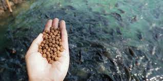 Vietnam Aquafeed Market is projected to register a CAGR of 5.7% over the forecast period.