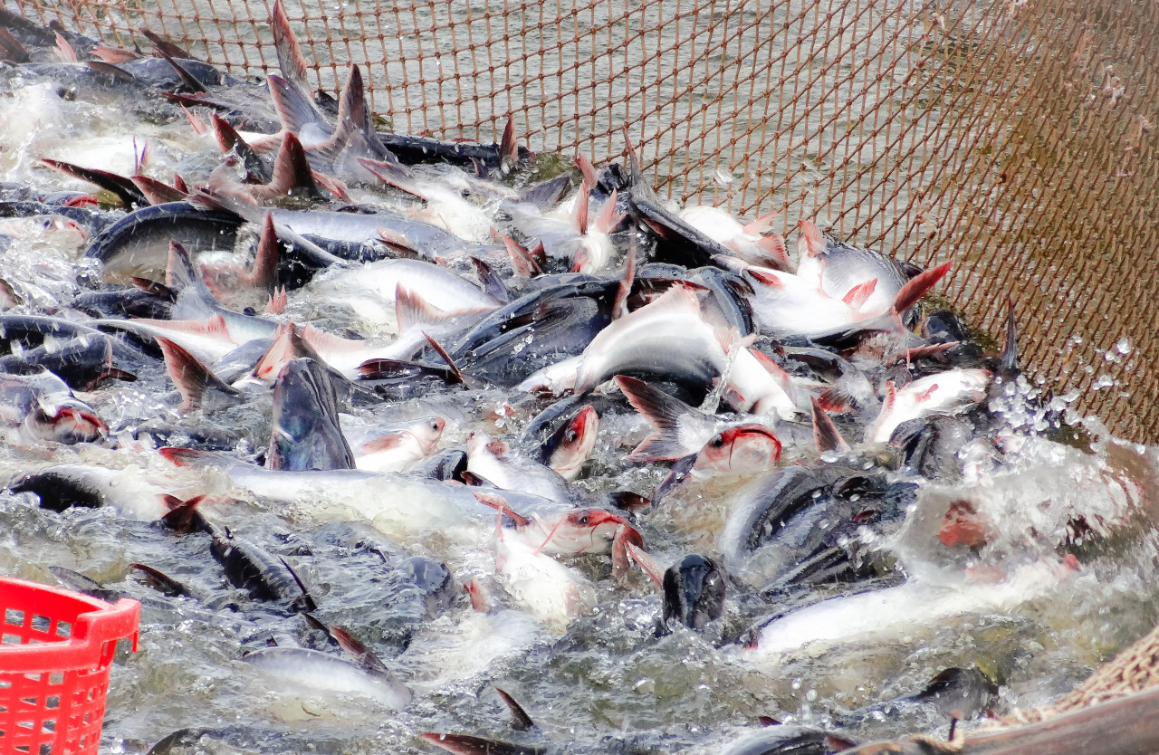Vietnam’s pangasius exports to China continued to record year-on-year strong growth of 43 percent to 145 million USD in the first four months of 2018.