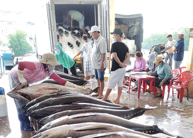 Mỹ, thị trường nhập khẩu cá ngừ lớn nhất của Việt Nam, đang phải đối mặt với mức lạm phát cao nhất kể từ năm 1981 trở lại đây.