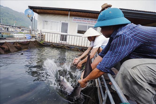 Ngày 25/6, tại tỉnh Hòa Bình, Bộ Nông nghiệp và Phát triển nông thôn phối hợp với UBND tỉnh Hòa Bình tổ chức Hội nghị "Phát triển nuôi trồng thủy sản trên hồ chứa".
