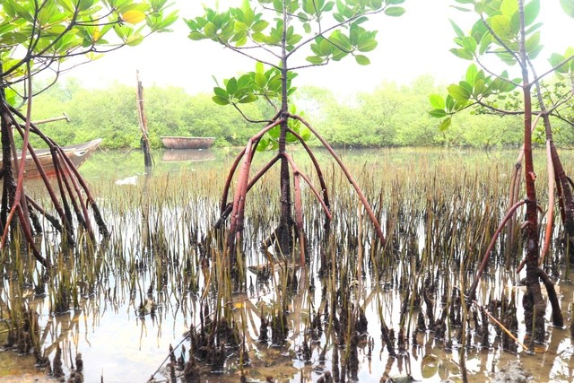 Rừng ngập mặn xã đảo Tam Hải không chỉ có tác dụng hạn chế thiên tai bão tố mà còn là nơi tái tạo nguồn lợi thủy sản, giúp người dân làm nghề sông nước có nguồn thu nhập bền vững